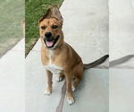 Small #20 American Staffordshire Terrier-German Shepherd Dog Mix