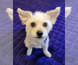 Poodle (Miniature)-Unknown Mix Dogs for adoption in Corona, CA, USA