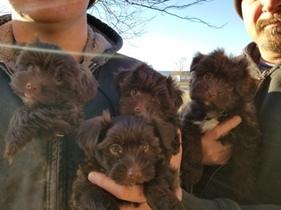 Havanese Puppy for sale in PRIOR LAKE, MN, USA