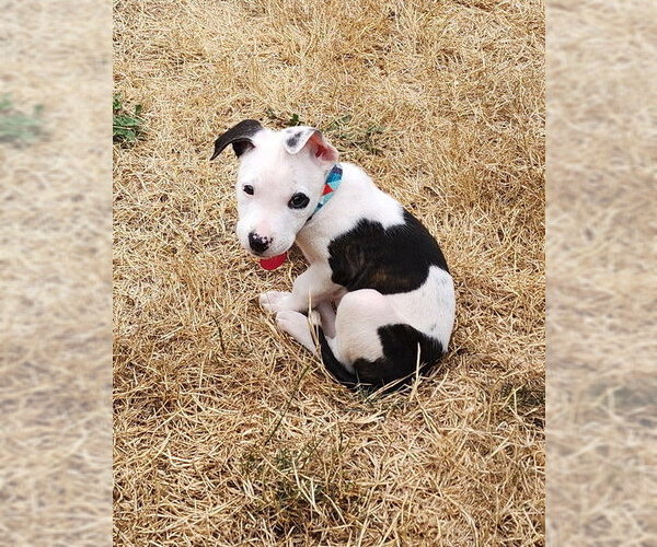 Medium Photo #3 Mutt Puppy For Sale in Bellevue, WA, USA