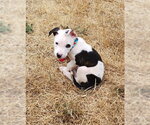 Small #2 Mutt