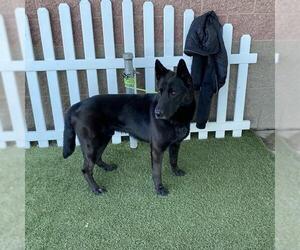 German Shepherd Dog Dogs for adoption in Modesto, CA, USA