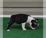 Small Photo #23 Boston Terrier Puppy For Sale in MACON, GA, USA