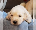 Small Photo #11 English Cream Golden Retriever Puppy For Sale in BEREA, KY, USA