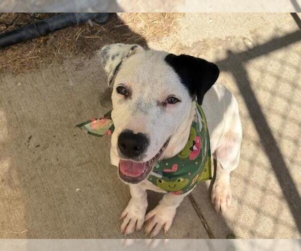 Medium Photo #2 American Pit Bull Terrier-Unknown Mix Puppy For Sale in Tulsa, OK, USA
