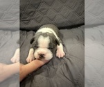 Small #6 Boston Terrier