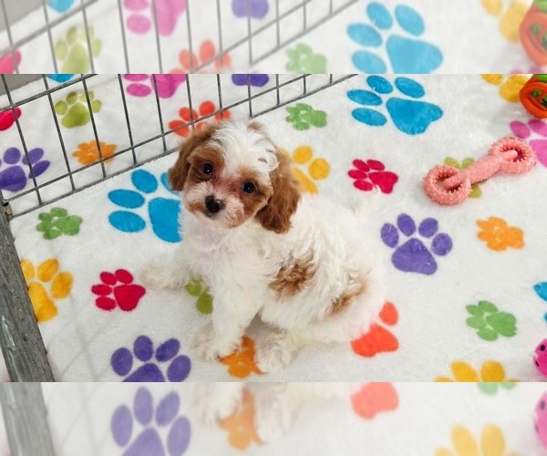 Medium Photo #4 Cavapoo (Miniature)-Poodle (Toy) Mix Puppy For Sale in ORO VALLEY, AZ, USA