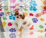 Small #3 Cavapoo (Miniature)-Poodle (Toy) Mix
