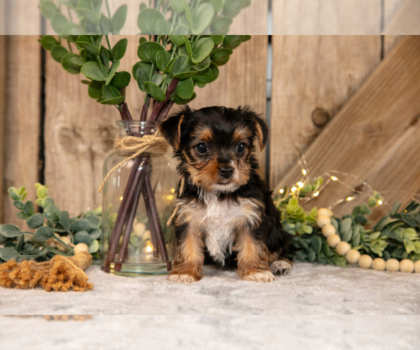 Medium Photo #16 Yorkshire Terrier Puppy For Sale in GREENWICH, OH, USA