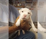 Small #2 American Bully
