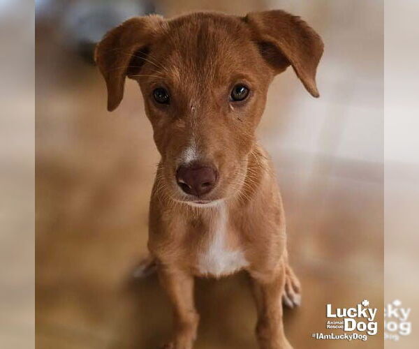 Medium Photo #2 Labrador Retriever-Unknown Mix Puppy For Sale in Washington, DC, USA