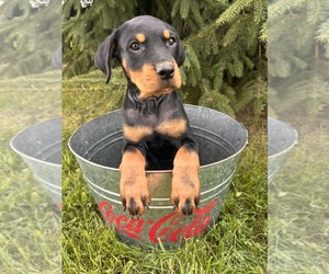 Rottweiler Puppy for sale in MIDDLEBURY, IN, USA