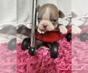 Boston Terrier Puppy for sale in FREDONIA, KS, USA