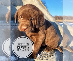 Labrador Retriever Puppy for sale in ALBANY, MO, USA