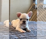 Small #3 French Bulldog