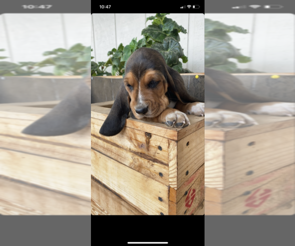 Medium Photo #7 Basset Hound Puppy For Sale in ORLAND, CA, USA