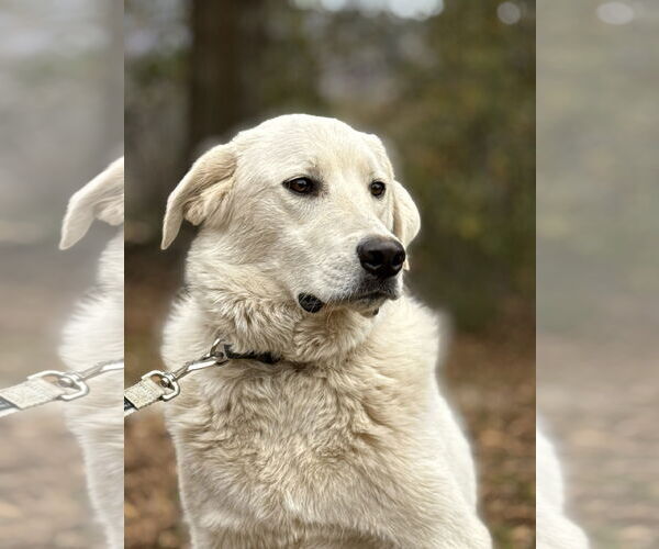 Medium Photo #2 Golden Pyrenees Puppy For Sale in Attalka, AL, USA