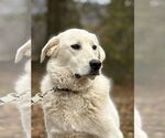 Small Photo #2 Golden Pyrenees Puppy For Sale in Attalka, AL, USA