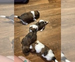 Small Shorkie Tzu