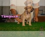 Small #2 American Bully