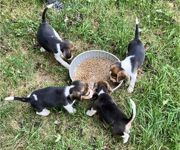 Medium Photo #2 Beagle Puppy For Sale in ELWOOD, IN, USA