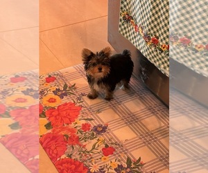 Yorkshire Terrier Puppy for sale in CLEWISTON, FL, USA