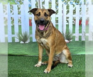 Labrador Retriever-Unknown Mix Dogs for adoption in Long Beach, CA, USA