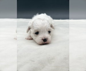 Zuchon Puppy for sale in FAIRBANK, IA, USA