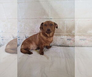 Dachshund-Unknown Mix Dogs for adoption in Linton, IN, USA