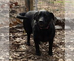 Small Photo #2 Shepradors Puppy For Sale in Newfoundland, PA, USA