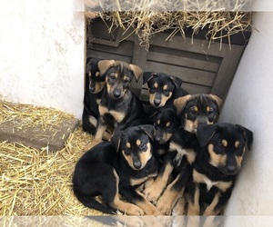 Alaskan Husky-Doberman Pinscher Mix Puppy for sale in OXFORD, MI, USA