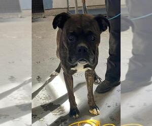 Boxer Dogs for adoption in Camarillo, CA, USA