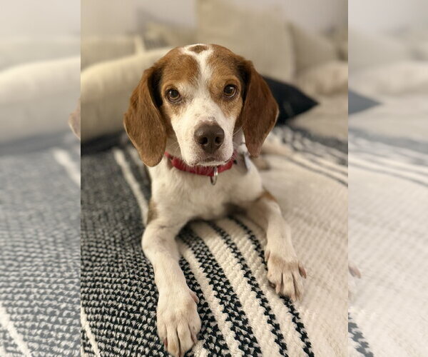 Medium Photo #7 Beagle Puppy For Sale in Dunnellon, FL, USA