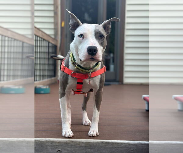 Medium Photo #4 American Pit Bull Terrier Puppy For Sale in Alexandria, VA, USA