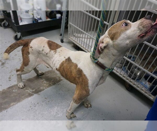 Medium Photo #2 American Pit Bull Terrier-Unknown Mix Puppy For Sale in Ocala, FL, USA