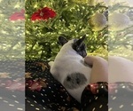 Small Photo #3 French Bulldog Puppy For Sale in ROUND ROCK, TX, USA