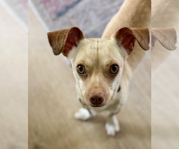 Medium Photo #2 Chiweenie Puppy For Sale in Sandy, UT, USA