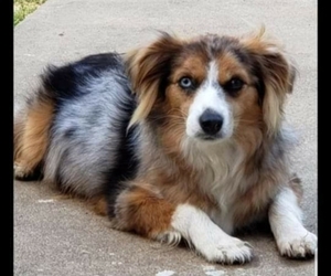 Miniature Australian Shepherd Puppy for sale in MILTON, WI, USA