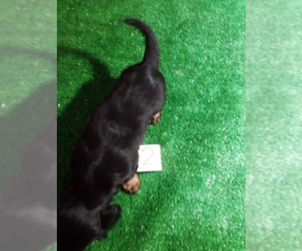Medium Photo #3 Dachshund Puppy For Sale in SCOTTVILLE, MI, USA
