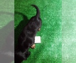 Small Photo #3 Dachshund Puppy For Sale in SCOTTVILLE, MI, USA