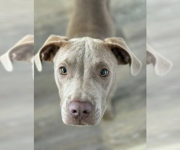 Medium Photo #2 Labrador Retriever-Unknown Mix Puppy For Sale in New London, WI, USA