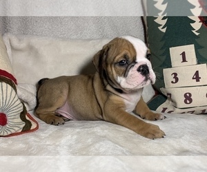 English Bulldog Puppy for sale in JOHNS ISLAND, SC, USA