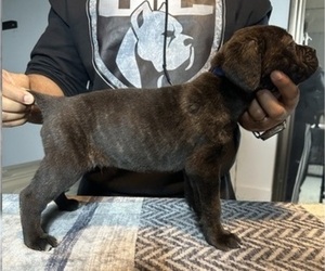 Medium Cane Corso