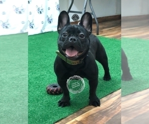 French Bulldog Puppy for sale in HOUSTON, TX, USA