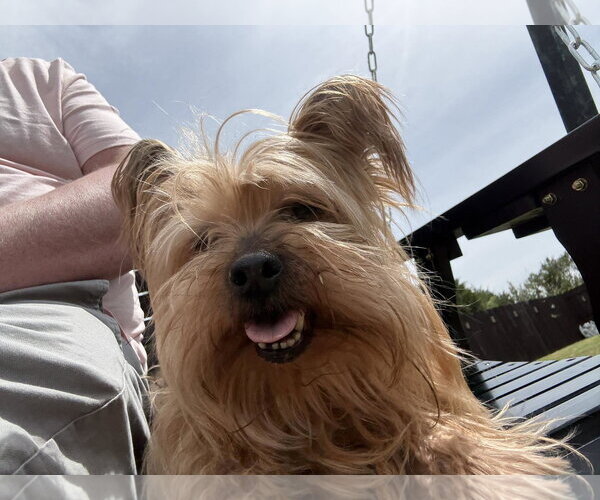 Medium Photo #3 Mutt Puppy For Sale in Boonton, NJ, USA