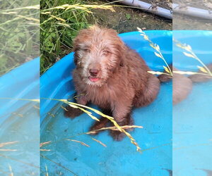 Aussiedoodle Dogs for adoption in Bolivar, MO, USA