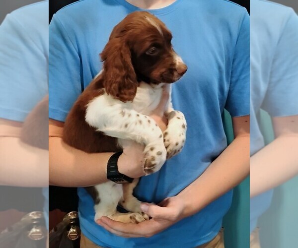 Medium Photo #5 Brittany Puppy For Sale in DOWAGIAC, MI, USA