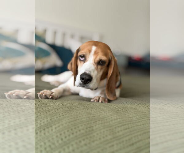 Medium Photo #3 Beagle Puppy For Sale in Tampa, FL, USA