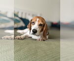 Small #2 Beagle