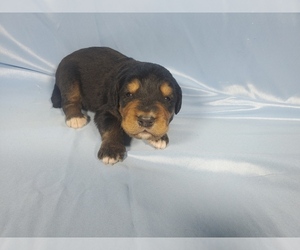 Golden Mountain Dog Litter for sale in BLACK FOREST, CO, USA